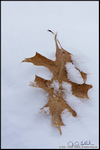 DigitalScape Photography